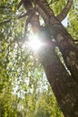 Sunlight looking through birch branches