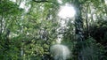 Sunlight makes its way through green foliage of forest. Stock footage. Lovely warm day to go hiking in forest for