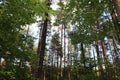 Sunlight makes its way through a pine forest.