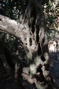 SUNLIGHT ON MANGLED TREE TRUNK Royalty Free Stock Photo