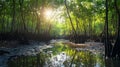 Sunlight Through Mangrove Forest Royalty Free Stock Photo