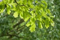 sunlight on maple leaves in the forest Royalty Free Stock Photo