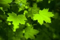 sunlight on maple leaves in the forest Royalty Free Stock Photo