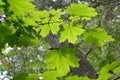 Sunlight in maple leaves. Trees in the forest. Bright green and shade. Royalty Free Stock Photo