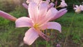 Sunlight on naked lady lillies