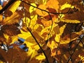 Sunlight through the orange fall leaves