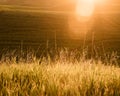 Sunlight over the farms and wheat fields Royalty Free Stock Photo