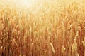 Sunlight over field of ripe golden wheat. Autumn harvest time Royalty Free Stock Photo