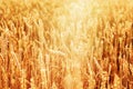 Sunlight over field of ripe golden wheat. Autumn harvest time Royalty Free Stock Photo