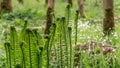 Sunlight over green and growing fern meadow in forest. Royalty Free Stock Photo