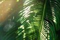 Sunlight over green tropical palm leaves. Tropical floral pattern background