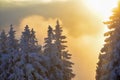 Sunlight over the snowy forest