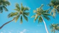 sunlight palm trees blue sky Royalty Free Stock Photo