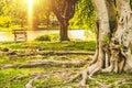 Sunlight in a Park in city. Spring meadow with big tree with fresh green leaves Royalty Free Stock Photo