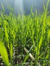 Sunlight passes through green grass