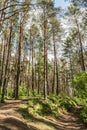Sunlight passes through the pine trees in the spring forest. Park area for relaxation and walking Royalty Free Stock Photo