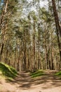 Sunlight passes through the pine trees in the spring forest. Park area for relaxation and walking Royalty Free Stock Photo