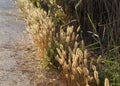 Sunlight passes through spikelets of grass at sunset