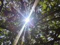 sunlight passes through the trees leaves nature Royalty Free Stock Photo