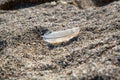 Sunlight passing through a bird's white feather fallen on sand Royalty Free Stock Photo