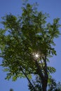 Sunlight passing through tree branches Royalty Free Stock Photo