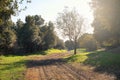 Sunlight On Path In Etna Park, Sicily