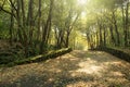 Sunlight On Path In Oak Woods Of Etna Park, Sicily