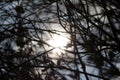 Sunlight peaking through dense bare branches. High quality photo Royalty Free Stock Photo
