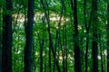 Sunlight peaking through a Wisconsin forest in the afternoon