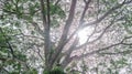 Sunlight peeking behind the tree Royalty Free Stock Photo