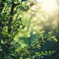 Sunlight Peeking Through Tree Leaves Royalty Free Stock Photo