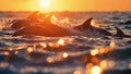 Sunlight peeks through the rippled waves as a group of marine biologists conduct research on an elusive pod of dolphins