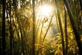 sunlight peeping through tall, dense bamboo stalks