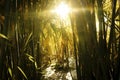 sunlight peeping through tall, dense bamboo stalks