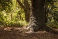 Organic forest scene with a huge pine tree Royalty Free Stock Photo