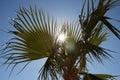 Sunlight peering through palm tree Royalty Free Stock Photo