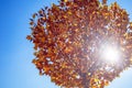 Sunlight penetrate autumn tree with blue sky