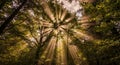 Sunlight penetrates a dense forest canopy, casting dramatic rays of light through the Royalty Free Stock Photo
