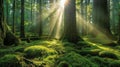 Sunlight penetrates the dense forest canopy, casting rays of light onto the moss-covered trees and ground below.