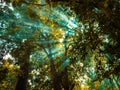 The sunlight penetrates the green tree branches of the forest Royalty Free Stock Photo