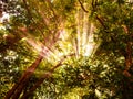 The sunlight penetrates the green tree branches of the forest Royalty Free Stock Photo
