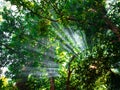 The sunlight penetrates the green tree branches of the forest Royalty Free Stock Photo