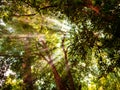 The sunlight penetrates the green tree branches of the forest Royalty Free Stock Photo