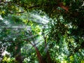The sunlight penetrates the green tree branches of the forest Royalty Free Stock Photo