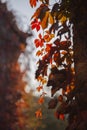 Sunlight penetrates through maple leaves