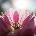 Sunlight permeates through the petals creating a glowing effect Royalty Free Stock Photo