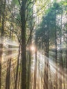 Sunlight pictured through forest trees Royalty Free Stock Photo