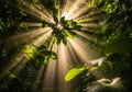 Sunlight pierces through dense foliage in Royalty Free Stock Photo
