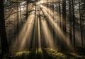 Sunlight pierces through a dense forest, casting dramatic rays Royalty Free Stock Photo