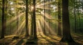 Sunlight pierces through a dense forest, Royalty Free Stock Photo